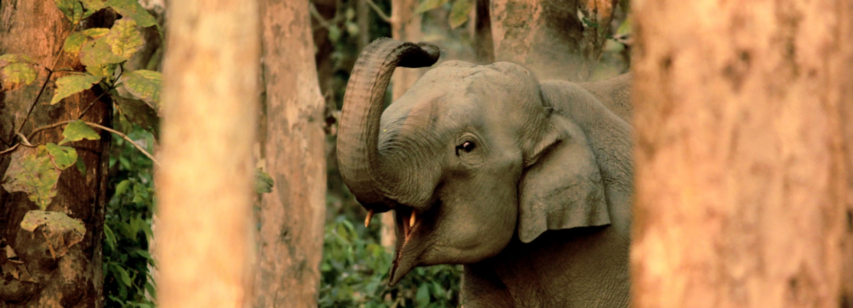 Dooars Tour Packages