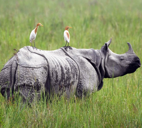 4 Night 5 Days Dooars Tour